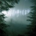 THY SERPENT : Forests of Witchery