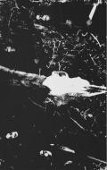 VLAD TEPES / BELK&Eacute;TRE: March to the Black Holocaust