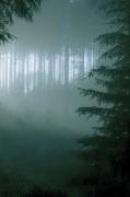 THY SERPENT: Forests of Witchery
