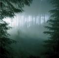 THY SERPENT: Forests of Witchery