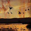 STELLAR DESCENT: Fading