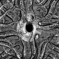 NORNAHETTA: The Psilocybin Tapes